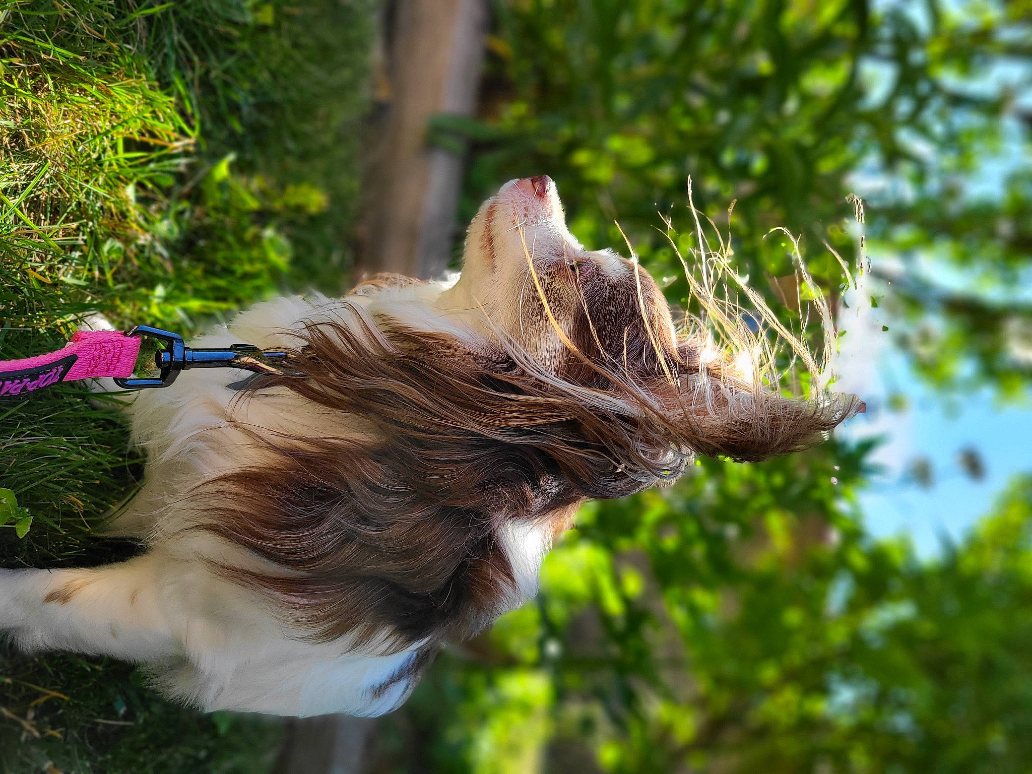 Bella joined the competition — help win amazing prizes! carnivore, collar, companion_dog, dog, dog_breed, fawn, fur, grass, liver, natural_material, plant, snout, sporting_group, tail, terrestrial_animal, tree, trunk, whiskers, wood, working_animal