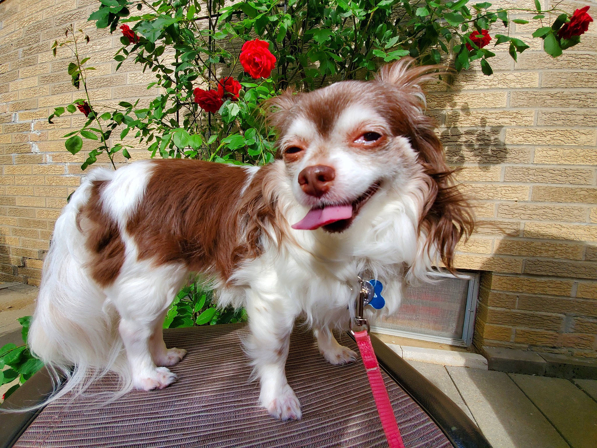 Bella is registered to the contest to win money with this photo: canidae, carnivore, cavalier_king_charles_spaniel, cocker_spaniel, companion_dog, dog, dog_breed, english_cocker_spaniel, fawn, liver, mammal, phalene, puppy, rare_breed_dog, spaniel, sporting_group, vertebrate, welsh_springer_spaniel