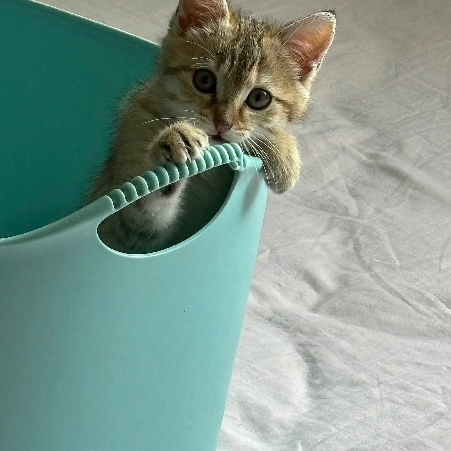 Cali a rejoint le concours — aidez-le/la à gagner de superbes lots ! kitten, cat, pet, animal, basket, turquoise, paws, ears, whiskers, curious, indoor, soft_light, closeup, cute, young, feline, playful, handle, fabric, white_background