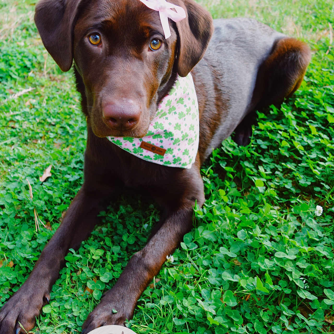 Ember