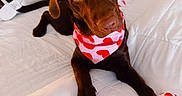 Ember is registered to the contest to win money with this photo: animal, bandana, bed, brown_dog, cute, decor, dog, heart_pattern, indoor, labrador, looking_at_camera, pet, pink_bow, playful, plush_toy, puppy, toy, white_bedspread, wooden_sign, young_dog