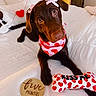 animal, bandana, bed, brown_dog, cute, decor, dog, heart_pattern, indoor, labrador, looking_at_camera, pet, pink_bow, playful, plush_toy, puppy, toy, white_bedspread, wooden_sign, young_dog