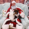 Ember is registered to the contest to win money with this photo: beard, black_boots, christmas, costume, couch, decor, dog, festive, glasses, happy, holiday, indoor, pet, pillow, puppy, red_suit, santa_claus, smile, white_fur_trim, wooden_wall