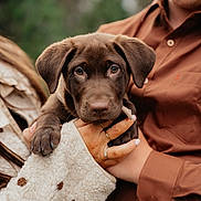 Ember joined the competition — help win amazing prizes! animal, brown_dog, brown_shirt, closeup, cozy, cute, dog, fleece_sleeve, greenery, hand, holding, nature, outdoor, person, pet, portrait, puppy, soft_texture, warm_colors, young_dog