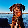 Ember is registered to the contest to win money with this photo: adventure, animal, blue_sky, bright, canine, close_up, collar, daytime, dog, fur, lake, leash, nature, outdoor, pet, portrait, reflection, sunlight, water, wet_dog