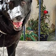 Nayko a rejoint le concours — aidez-le/la à gagner de superbes lots ! dog, black_dog, pet, animal, outdoor, leash, curious, tongue_out, potted_plant, wall, metal_bars, concrete, canine, friendly, daylight, closeup, portrait, nature, garden, happy