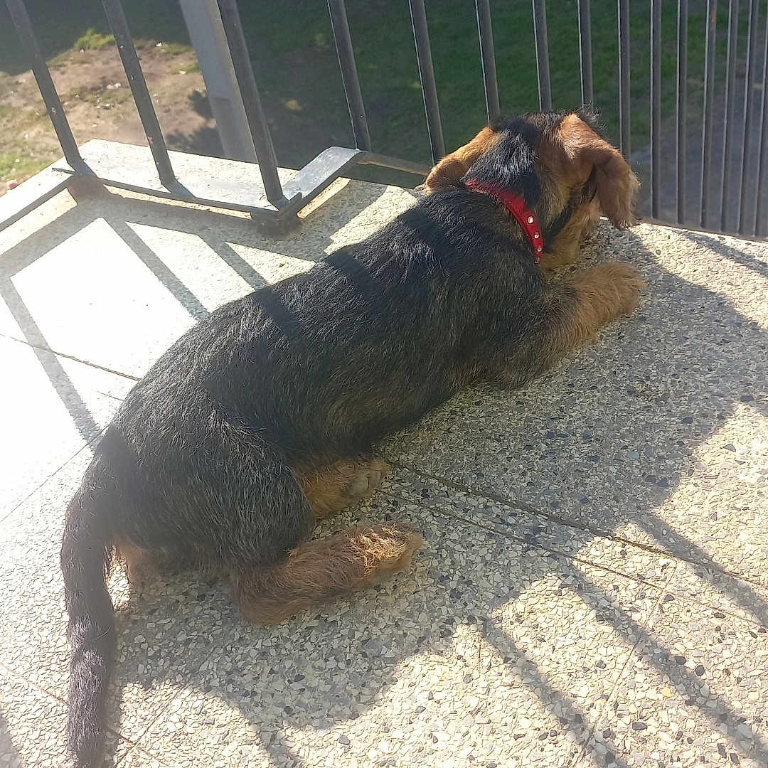 Vita a rejoint le concours — aidez-le/la à gagner de superbes lots ! accessories, airedale, animal, architecture, canine, dog, fence, germanshepherd, grass, hound, leash, outdoors, pet, plant, puppy, railing, slate, strap, sunglasses, terrier