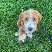 Lady joined the competition — help win amazing prizes! puppy, dog, grass, leash, outdoor, pet, cute, brown, white, fur, animal, young, sitting, looking_up, eyes, nose, paw, greenery, nature, shoe