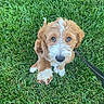 puppy, dog, grass, leash, outdoor, pet, cute, brown, white, fur, animal, young, sitting, looking_up, eyes, nose, paw, greenery, nature, shoe