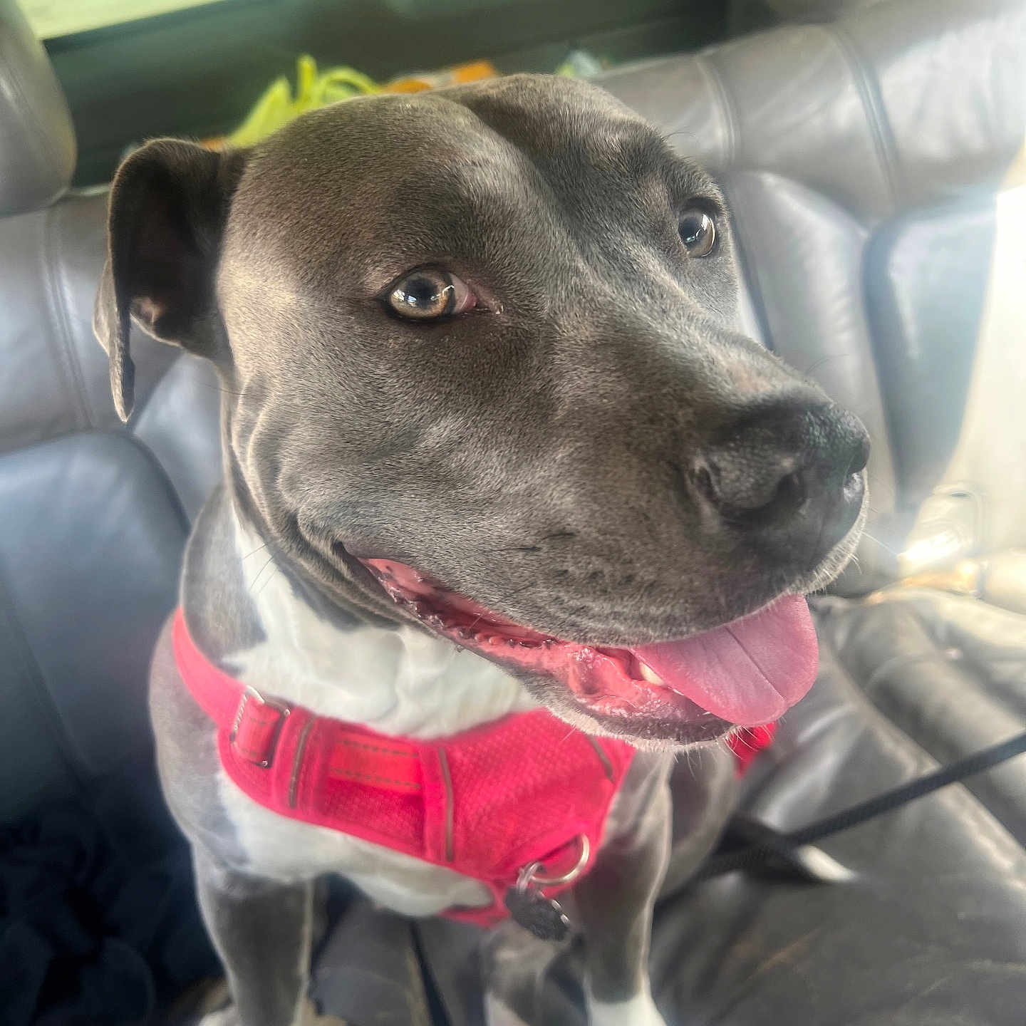 Mizabella is registered to the contest to win money with this photo: adventure, brown_eyes, canine, car_seat, close_up, companion, dog, domestic_animal, friendly, happy, inside_car, leather_seat, pet, red_harness, seatbelt, short_fur, sitting, smiling, tongue_out, white_paws