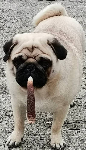 Roger participe au concours pour gagner de l'argent avec cette photo : ancient_dog_breeds, canidae, carnivore, companion_dog, dog, dog_breed, fawn, fur, non_sporting_group, pug, snout, sporting_group, terrestrial_animal, toy_dog, whiskers, working_animal, wrinkle