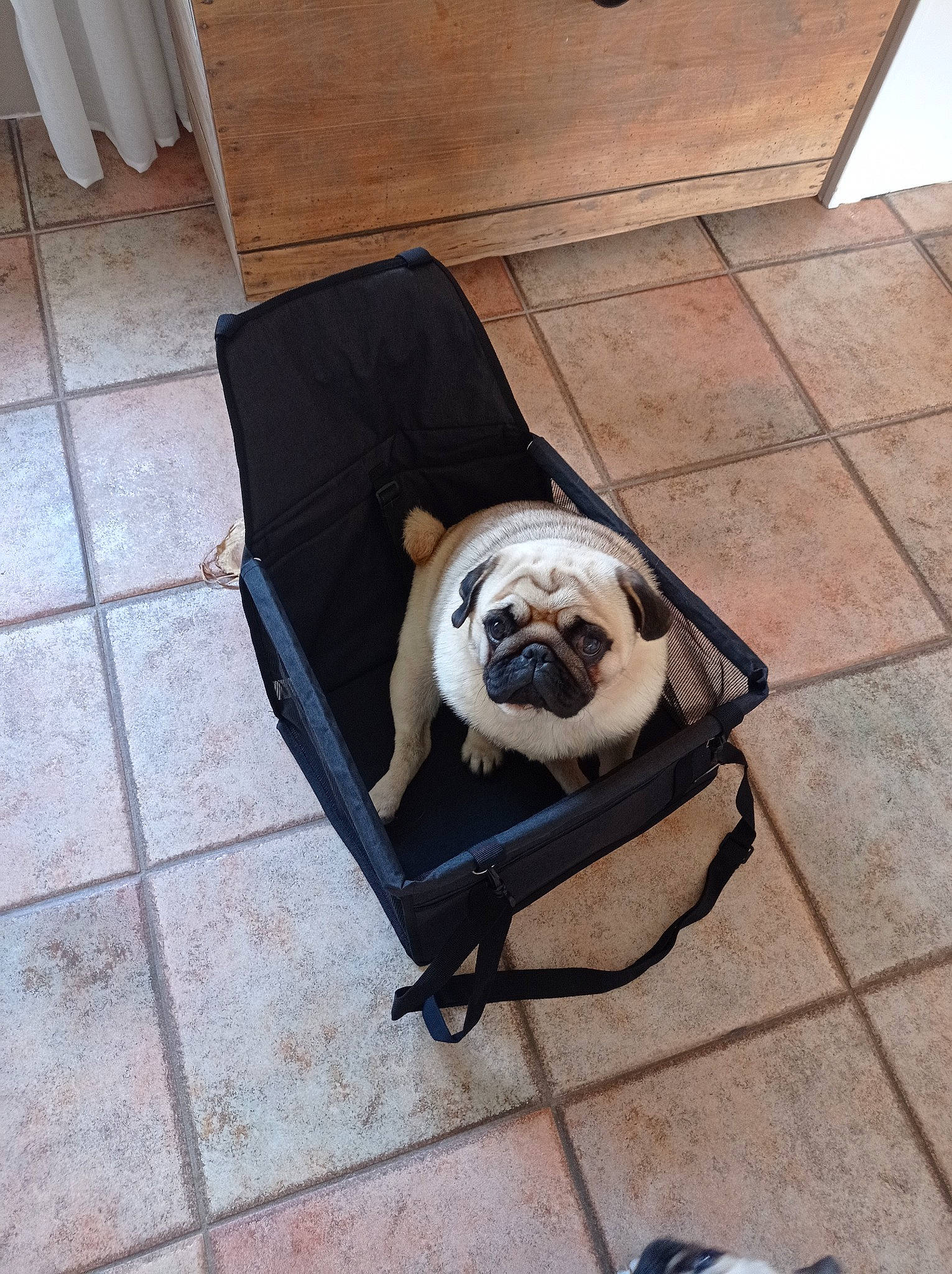 Roger participe au concours pour gagner de l'argent avec cette photo : bulldog, canidae, carnivore, chair, comfort, companion_dog, dog, dog_breed, fawn, floor, flooring, hardwood, leash, pet_supply, pug, snout, sporting_group, toy_dog, wood, working_animal