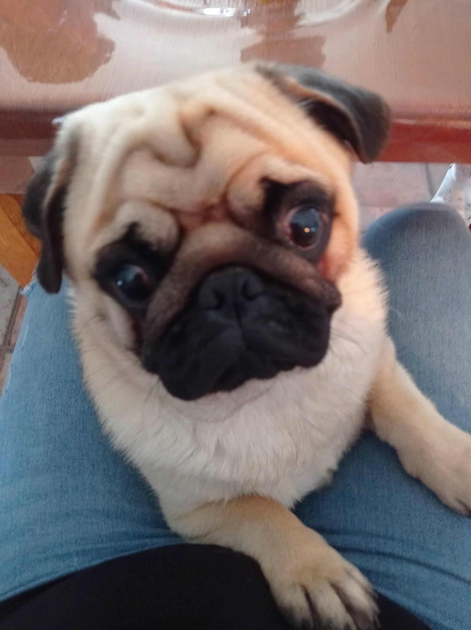 Roger participe au concours pour gagner de l'argent avec cette photo : ancient_dog_breeds, canidae, carnivore, comfort, companion_dog, dog, dog_breed, fawn, fur, non_sporting_group, pug, puppy, snout, sporting_group, terrestrial_animal, toy_dog, whiskers, working_animal, wrinkle