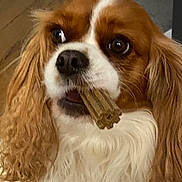 Rubis participe au concours pour gagner de l'argent avec cette photo : dog, cavalier_king_charles_spaniel, pet, indoor, carpet, treat, bone, brown_and_white, fur, ears, cute, animal, companion, living_room, floor, wooden_floor, close_up, looking_up, sitting, domestic_animal