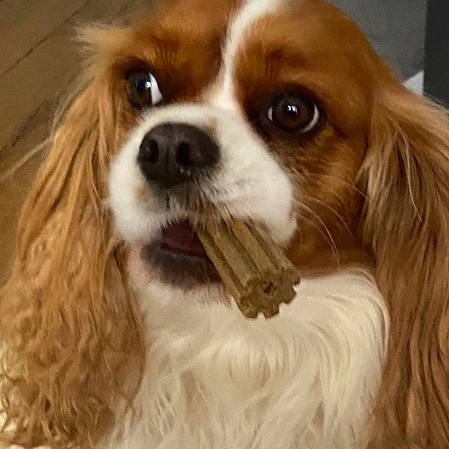 Rubis participe au concours pour gagner de l'argent avec cette photo : animal, bone, brown_and_white, carpet, cavalier_king_charles_spaniel, close_up, companion, cute, dog, domestic_animal, ears, floor, fur, indoor, living_room, looking_up, pet, sitting, treat, wooden_floor