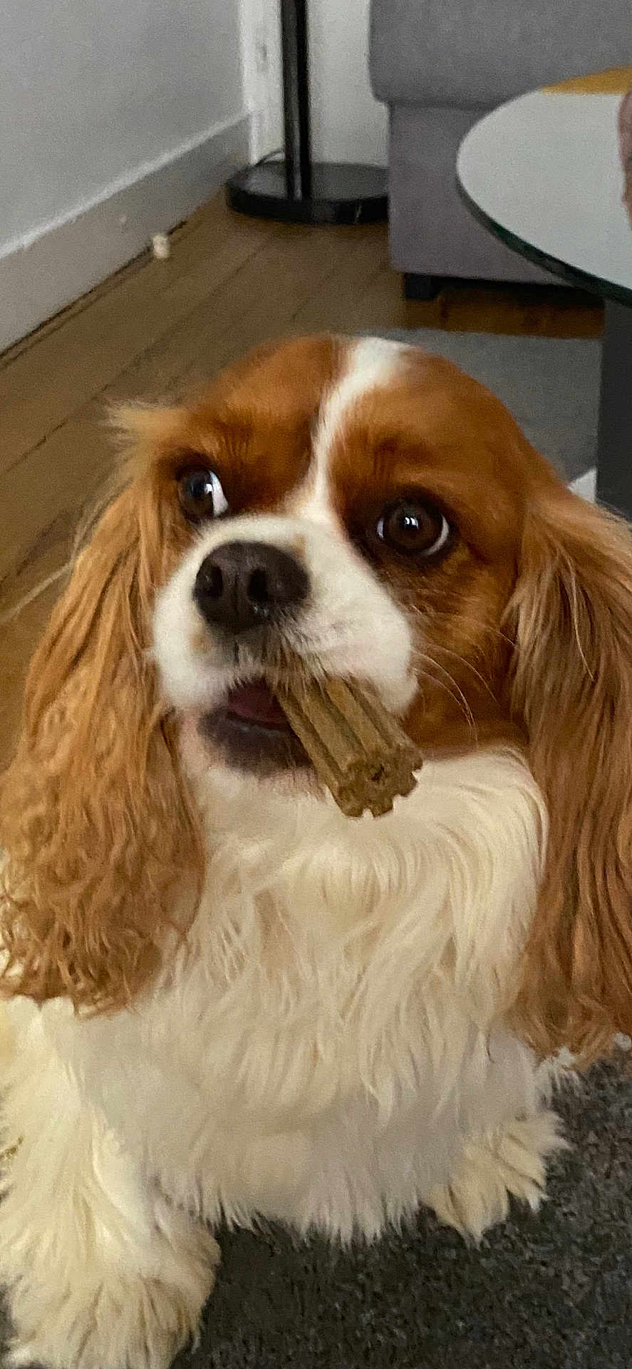Rubis participe au concours pour gagner de l'argent avec cette photo : dog, cavalier_king_charles_spaniel, pet, indoor, carpet, treat, bone, brown_and_white, fur, ears, cute, animal, companion, living_room, floor, wooden_floor, close_up, looking_up, sitting, domestic_animal
