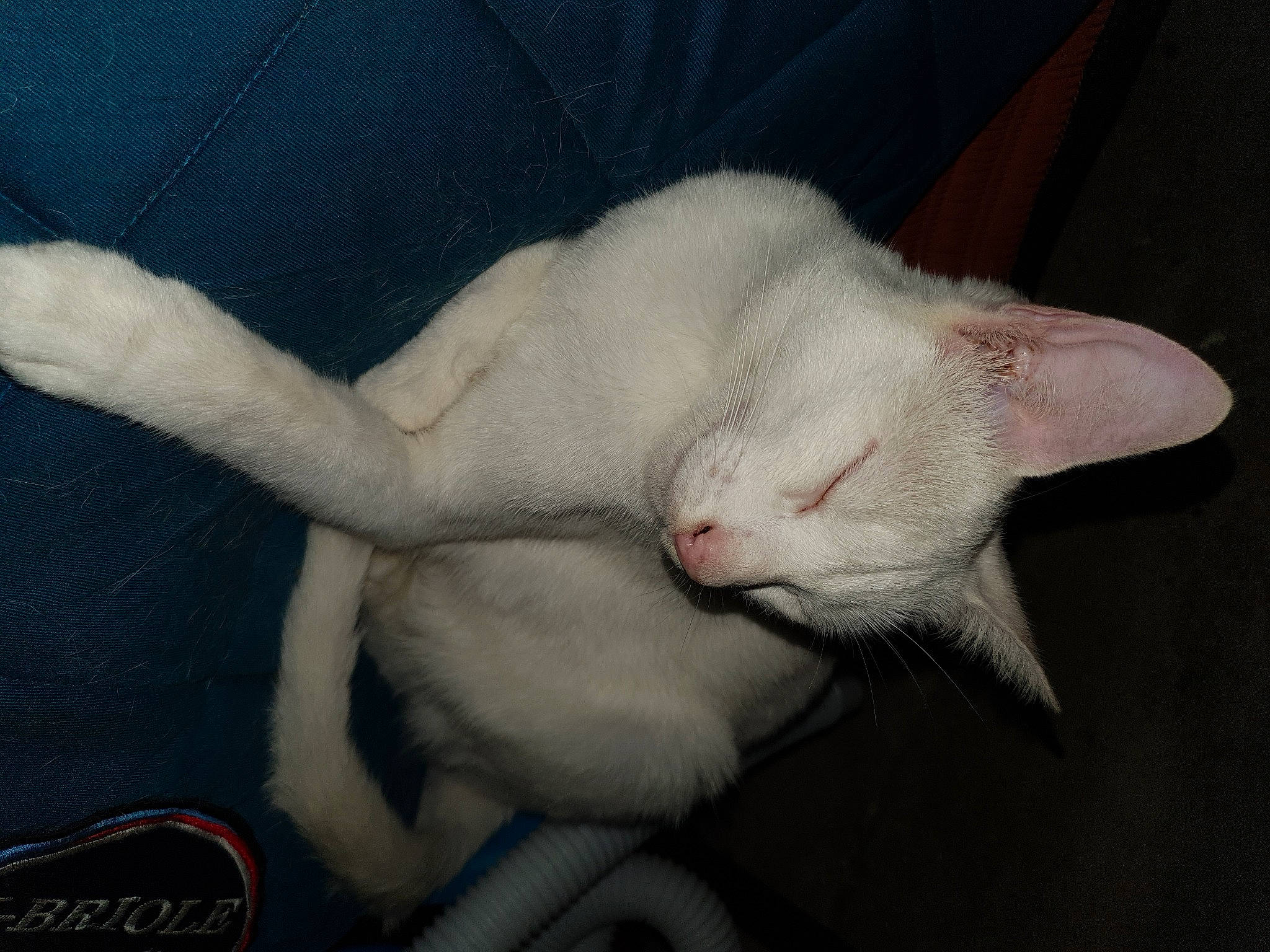 Yuki a rejoint le concours — aidez-le/la à gagner de superbes lots ! carnivore, cat, claw, comfort, dog_breed, domestic_short_haired_cat, fawn, felidae, fur, logo, nail, nap, paw, sleep, small_to_medium_sized_cats, snout, tail, whiskers