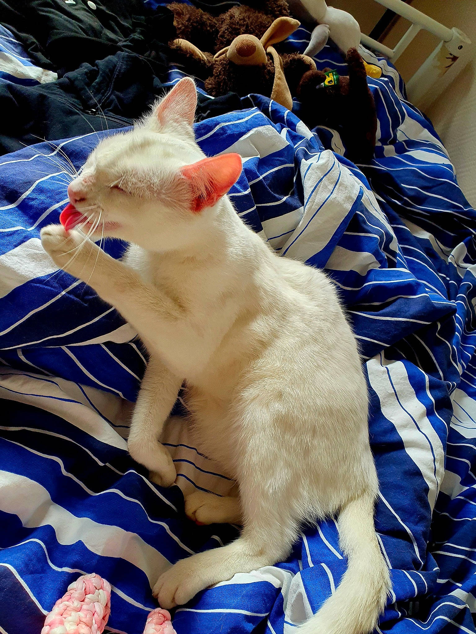 Yuki participe au concours pour gagner de l'argent avec cette photo : blue, carnivore, cat, comfort, domestic_short_haired_cat, electric_blue, fawn, felidae, fur, grass, paw, small_to_medium_sized_cats, snout, tail, textile, whiskers