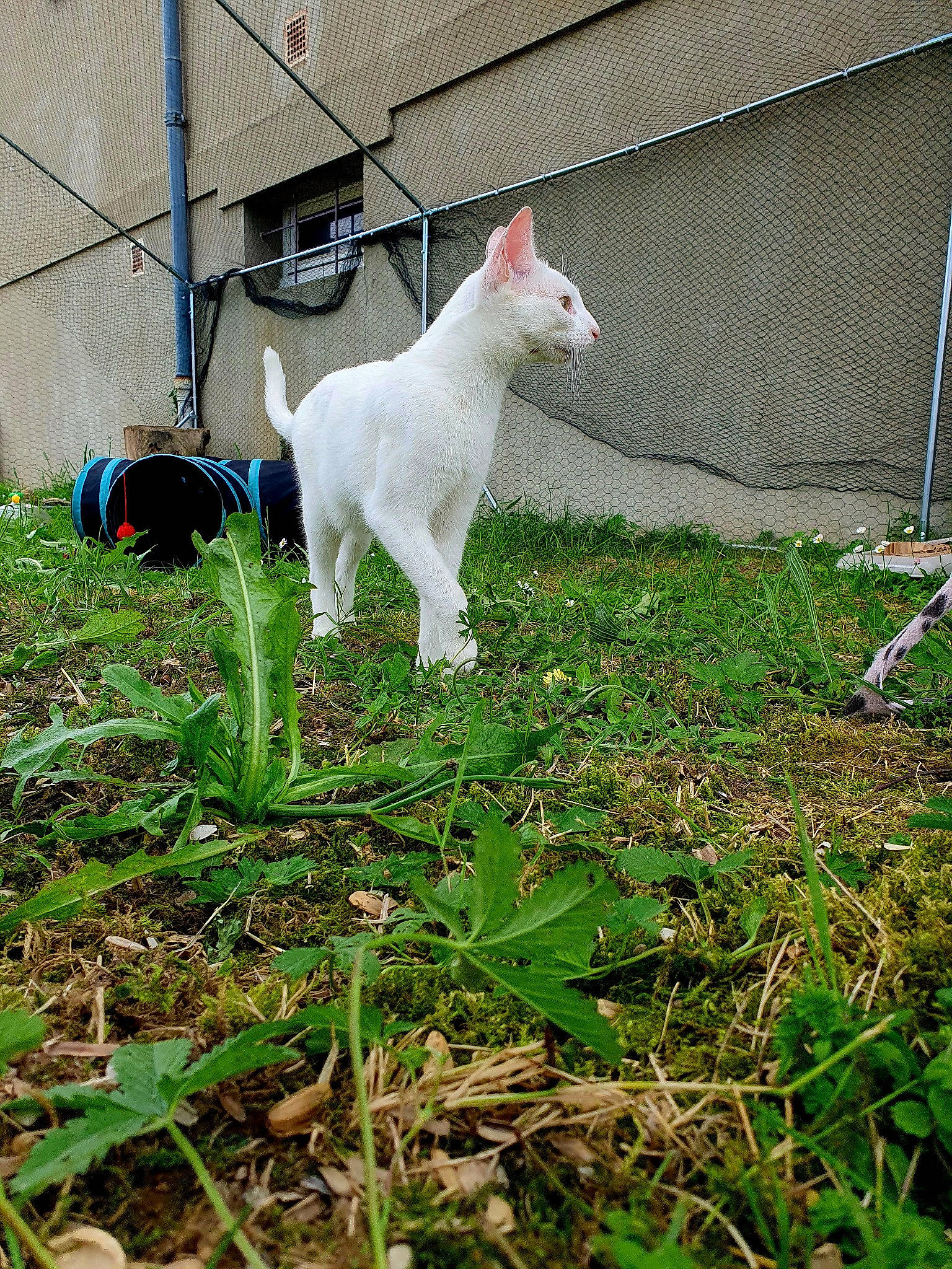 Yuki a rejoint le concours — aidez-le/la à gagner de superbes lots ! carnivore, companion_dog, dog_breed, felidae, fence, goat, goats, grass, groundcover, livestock, mesh, pasture, plant, sheep, small_to_medium_sized_cats, sporting_group, tail, terrestrial_animal, whiskers, working_animal