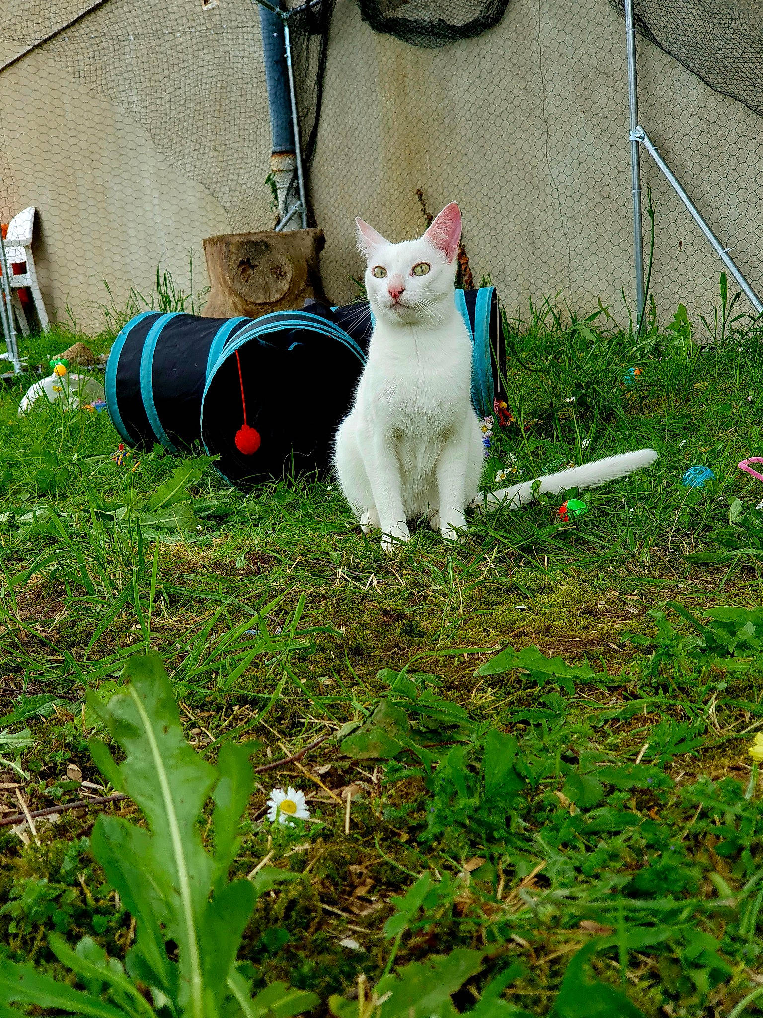 Yuki participe au concours pour gagner de l'argent avec cette photo : backyard, bag, bicycle_wheel, carnivore, cat, domestic_short_haired_cat, felidae, fur, garden, grass, groundcover, herb, plant, shrub, small_to_medium_sized_cats, soil, tail, whiskers, yard