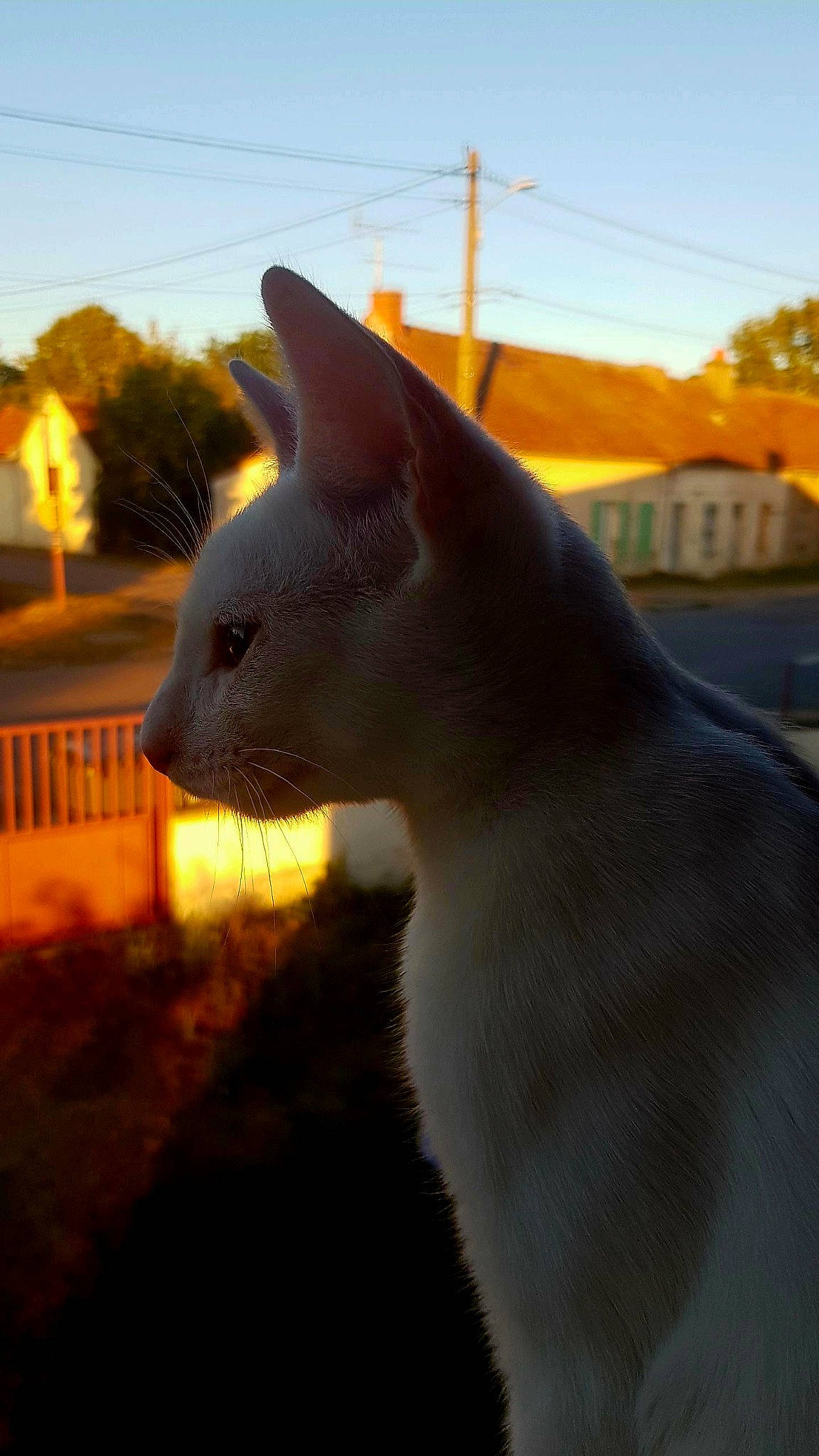 Yuki a rejoint le concours — aidez-le/la à gagner de superbes lots ! art, carnivore, cat, fawn, felidae, fence, grass, landscape, sculpture, shadow, sky, small_to_medium_sized_cats, snout, tail, terrestrial_animal, tree, whiskers, wildlife, wood