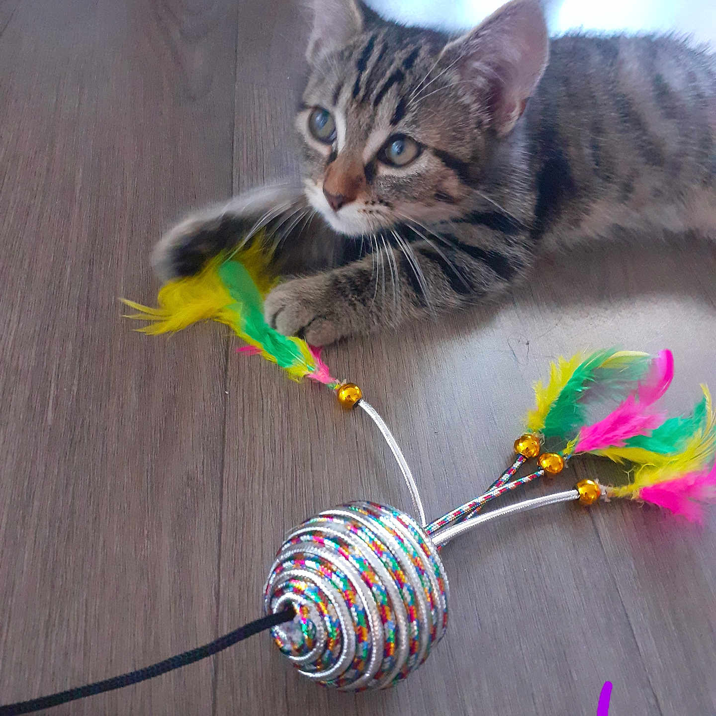 Lilie participe au concours pour gagner de l'argent avec cette photo : abyssinian, accessories, animal, art, bead, cat, coil, dye, hardwood, jewelry, kitten, leash, manx, ornament, pet, purple, sphere, spiral, strap, wood