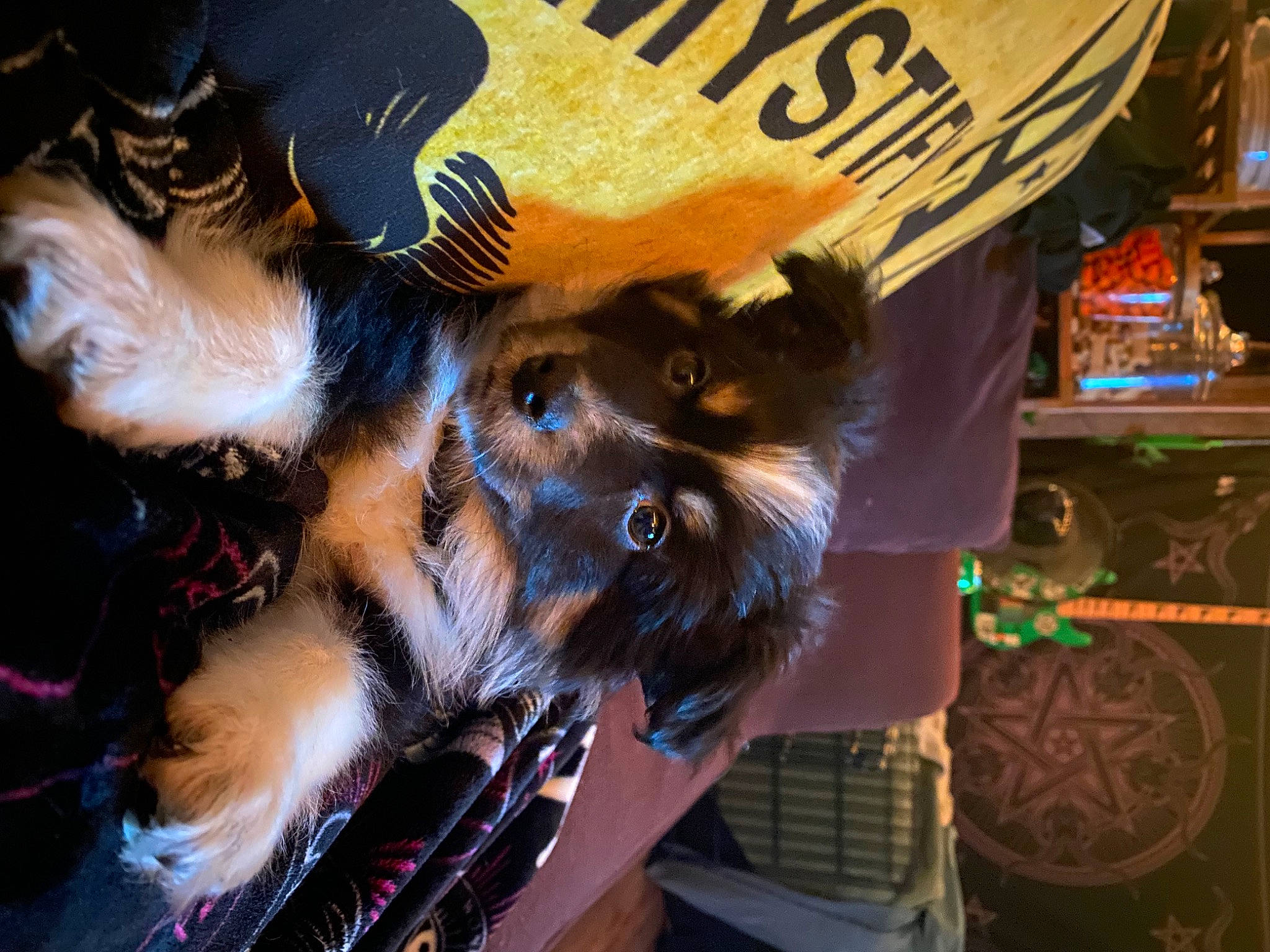 Pepper Anne joined the competition — help win amazing prizes! beard, canidae, carnivore, companion_dog, dog_breed, event, fawn, felidae, fur, hat, small_to_medium_sized_cats, snout, whiskers