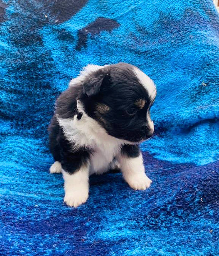 Pepper Anne joined the competition — help win amazing prizes! art, azure, blue, canidae, carnivore, companion_dog, dog, dog_breed, electric_blue, fawn, fur, grass, non_sporting_group, snout, sporting_group, tail, terrestrial_animal, toy_dog