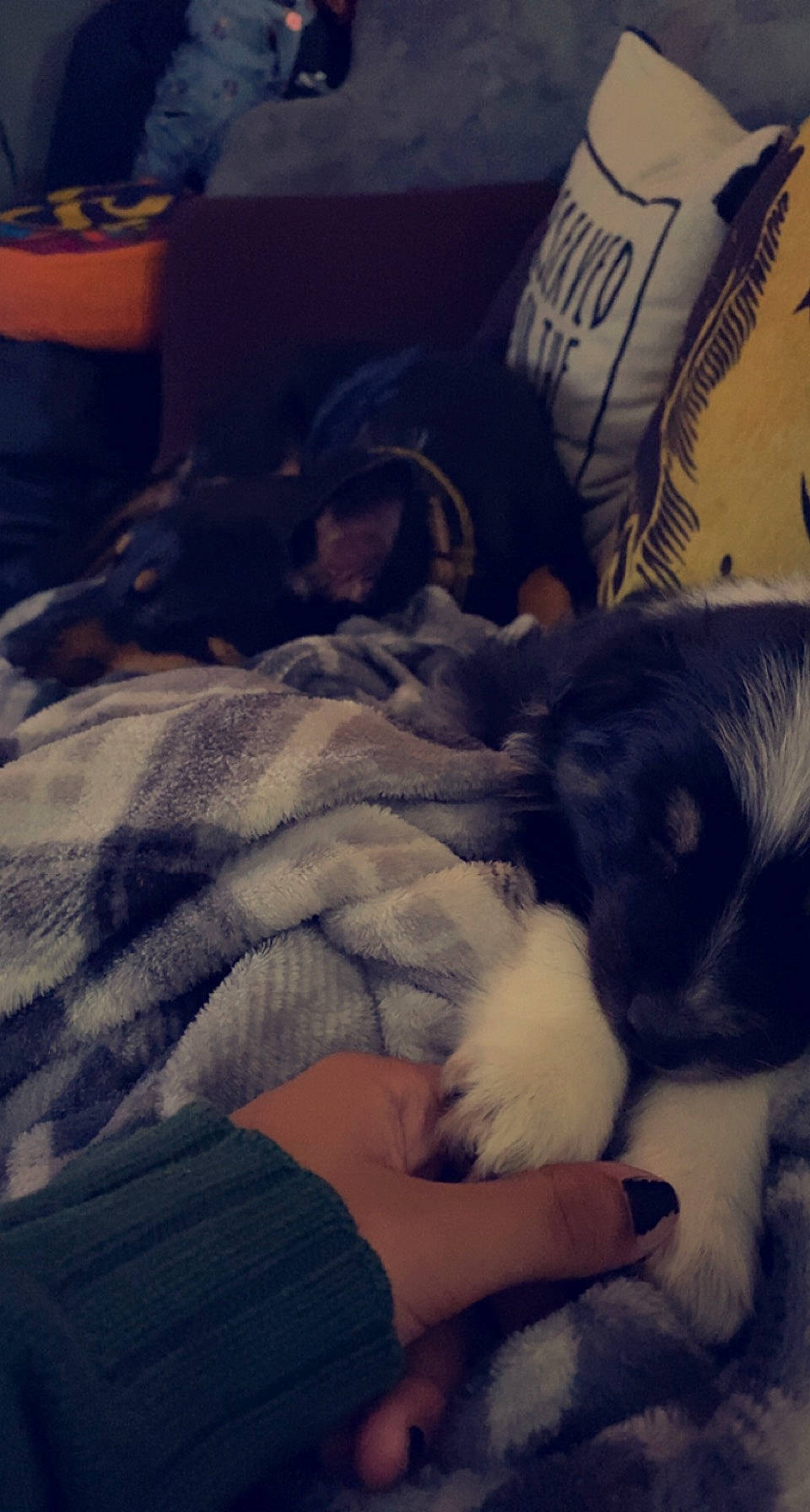 Pepper Anne is registered to the contest to win money with this photo: canidae, carnivore, cloud, comfort, companion_dog, dog, dog_breed, felidae, fur, human_leg, lap, love, meteorological_phenomenon, paw, sky, small_to_medium_sized_cats, sporting_group, square, toy_dog, whiskers