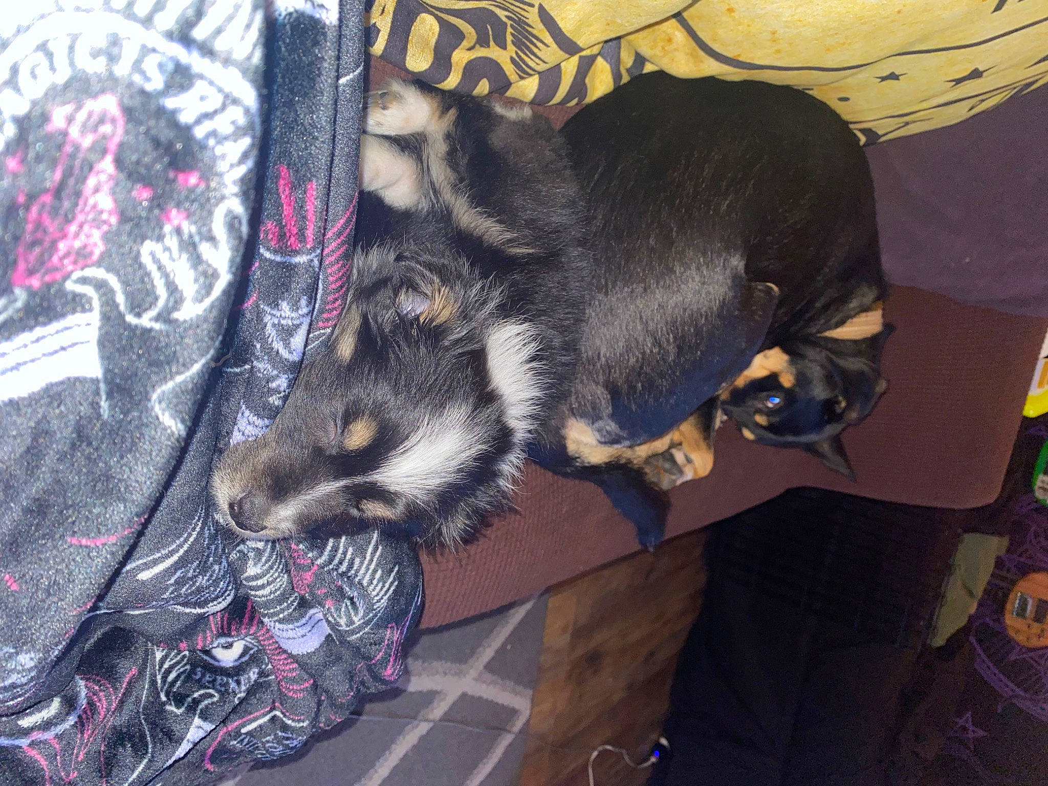 Pepper Anne joined the competition — help win amazing prizes! canidae, carnivore, claw, companion_dog, dog_breed, felidae, fur, guard_dog, small_to_medium_sized_cats, snout, sporting_group, tail, whiskers, working_animal