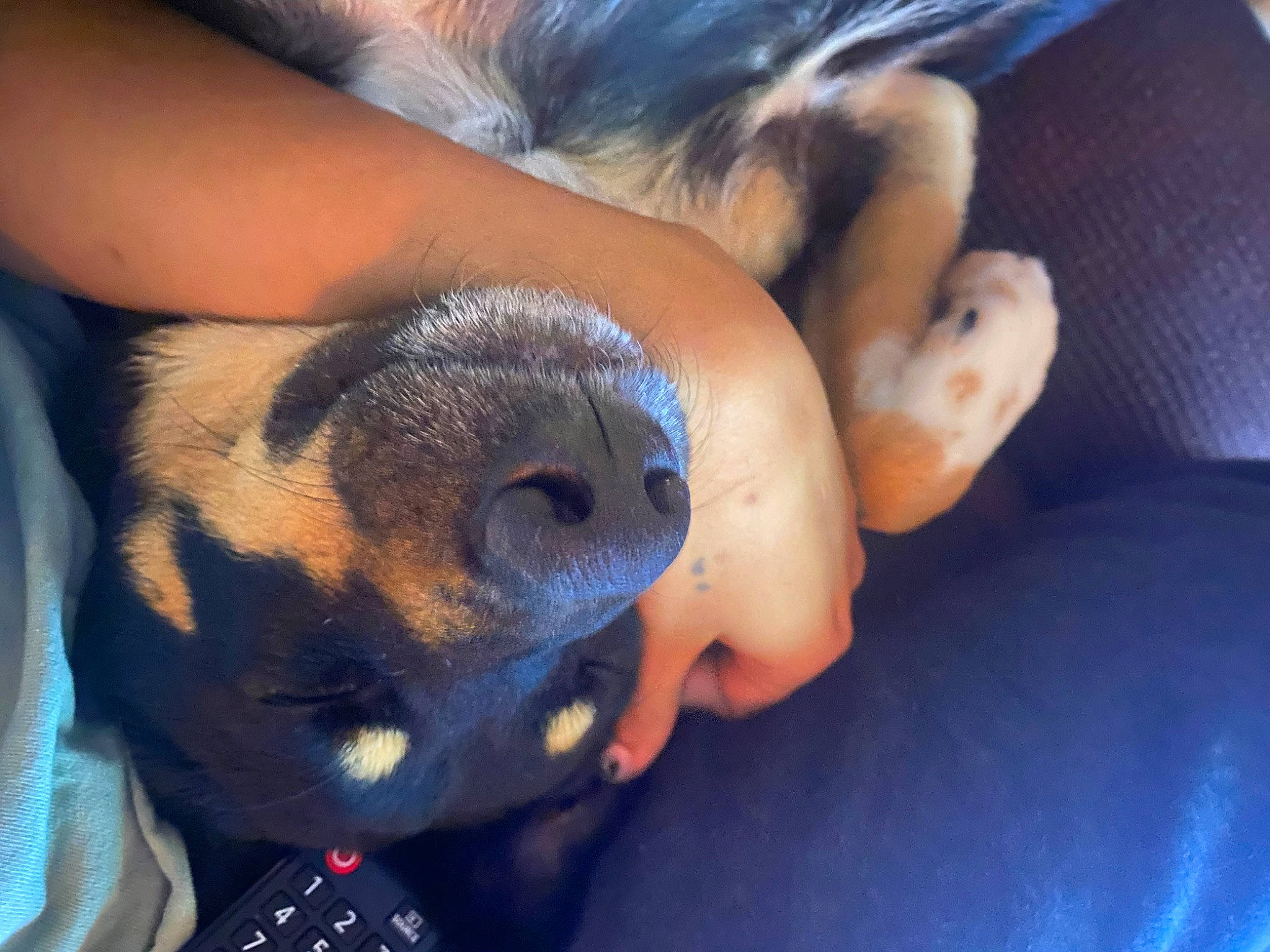 Ginger Lynn joined the competition — help win amazing prizes! canidae, carnivore, claw, companion_dog, dog, dog_breed, fawn, fur, gesture, human_leg, nail, paw, puppy, puppy_love, snout, sporting_group, toy_dog, whiskers, working_animal, wrinkle