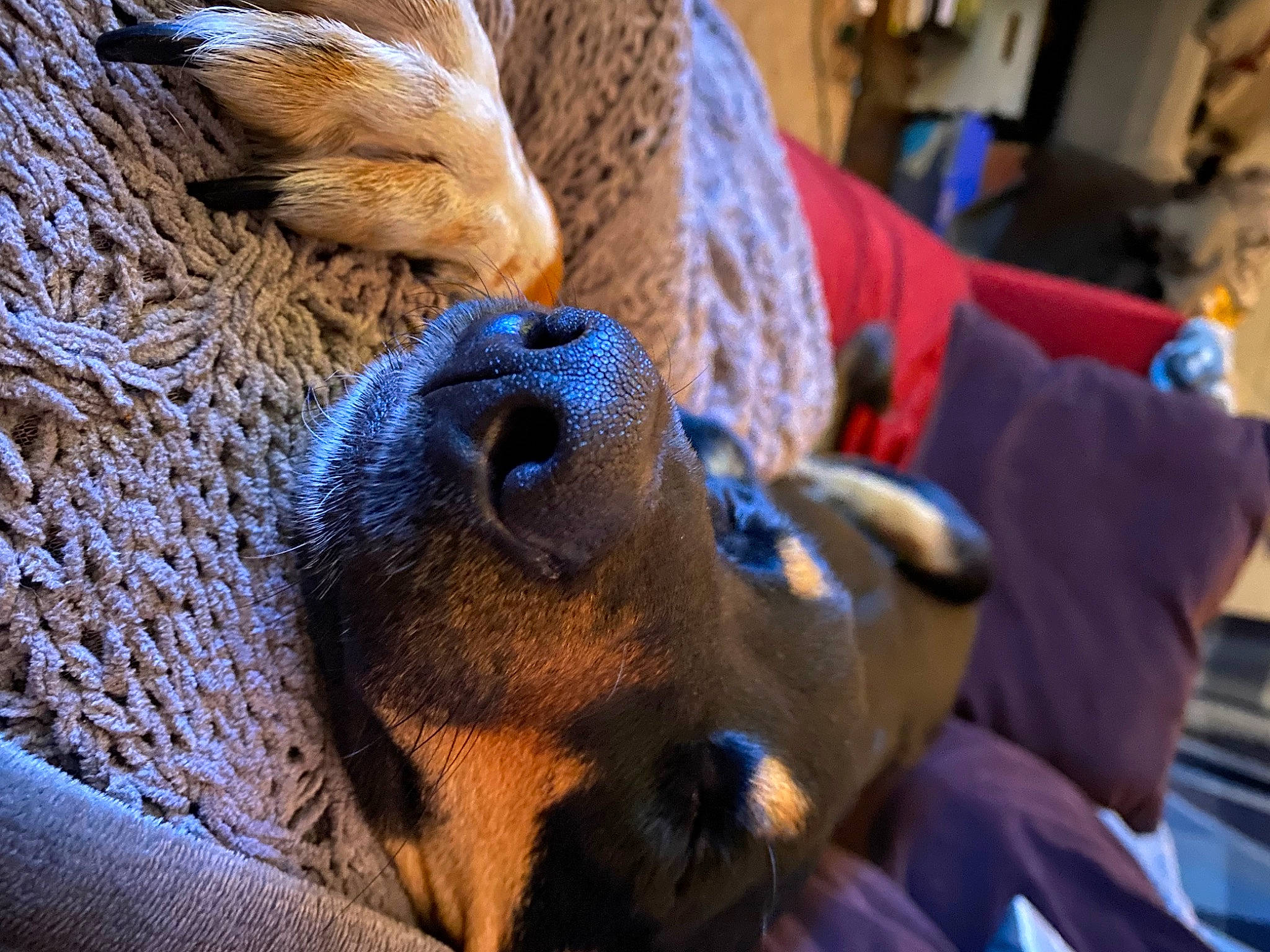 Ginger Lynn is registered to the contest to win money with this photo: canidae, carnivore, comfort, companion_dog, couch, dog, dog_breed, ear, electric_blue, fawn, fur, guard_dog, nap, paw, snout, sporting_group, terrestrial_animal, toy_dog, whiskers, working_animal