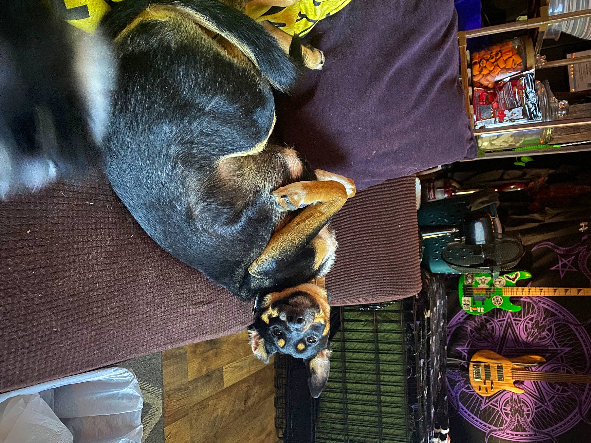 Ginger Lynn joined the competition — help win amazing prizes! carnivore, comfort, dog_breed, fur, sporting_group, tail, working_animal