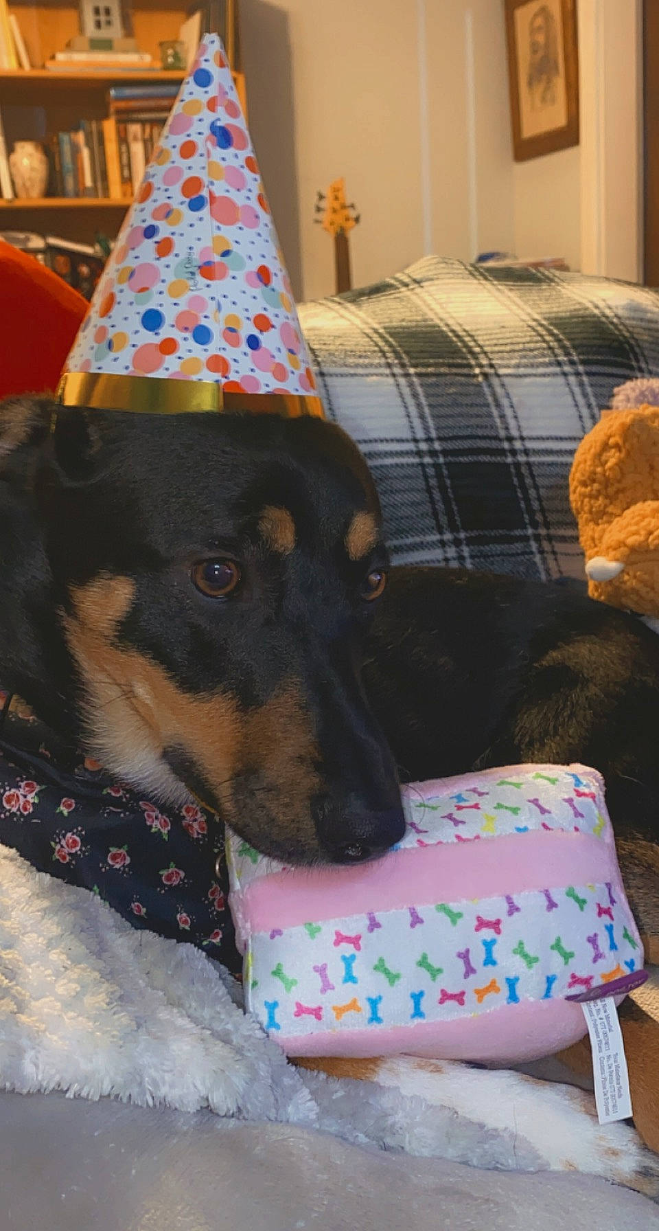 Ginger Lynn joined the competition — help win amazing prizes! canidae, carnivore, comfort, companion_dog, cone, costume_hat, couch, dog, dog_breed, dog_supply, event, house, linens, living_room, party_hat, party_supply, pillow, plaid, tartan, working_animal