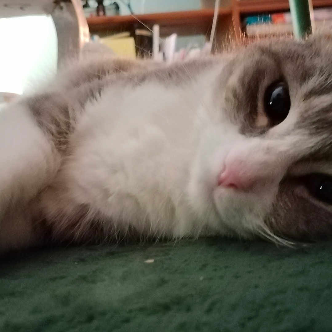 Simonne participe au concours pour gagner de l'argent avec cette photo : animal, blurred_background, cat, close_up, cozy, cute, domestic, eye, feline, fur, furniture, green_surface, home, indoor, lying_down, nose, pet, relaxed, shelf, whiskers