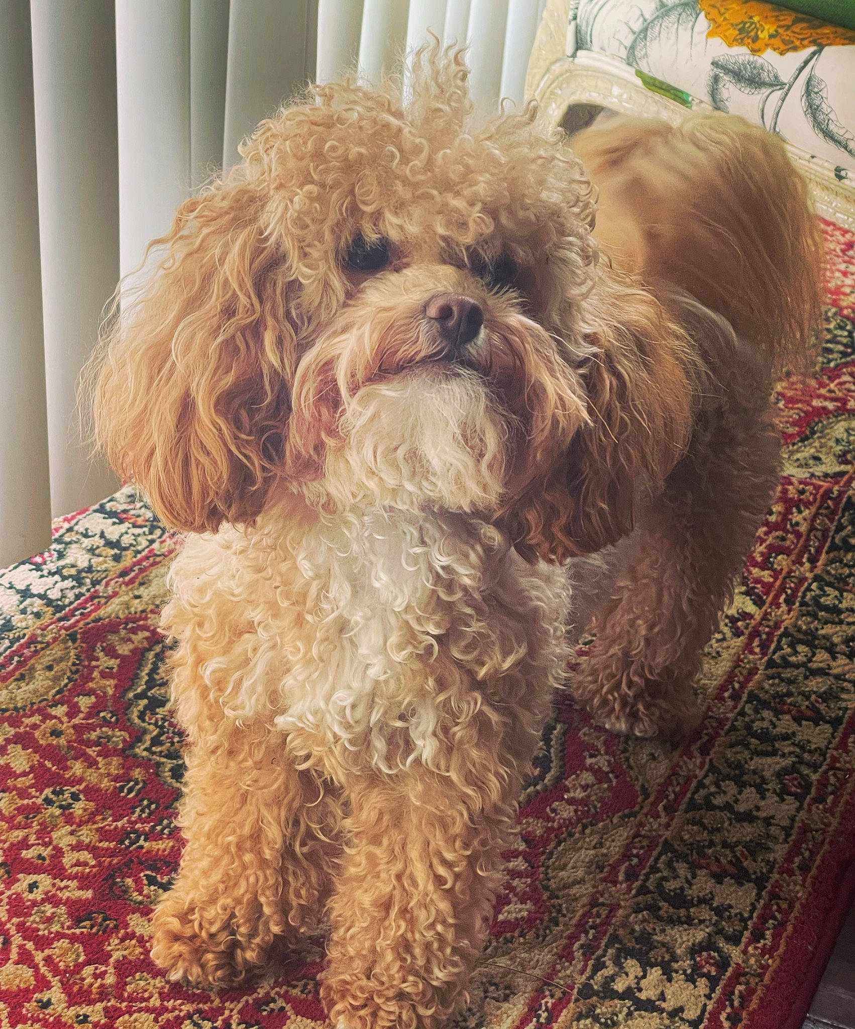 Banx joined the competition — help win amazing prizes! canidae, carnivore, companion_dog, dog, dog_breed, flooring, fur, liver, maltepoo, puppy, puppy_love, small_terrier, snout, sporting_group, terrestrial_animal, terrier, toy_dog, water_dog, wood, working_animal