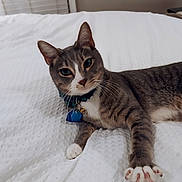 Milo is registered to the contest to win money with this photo: cat, gray_cat, white_paw, green_eyes, collar, bed, white_bedspread, indoor, pet, feline, paw, relaxed, cute, animal, domestic_cat, whiskers, curious, lying_down, closeup, household
