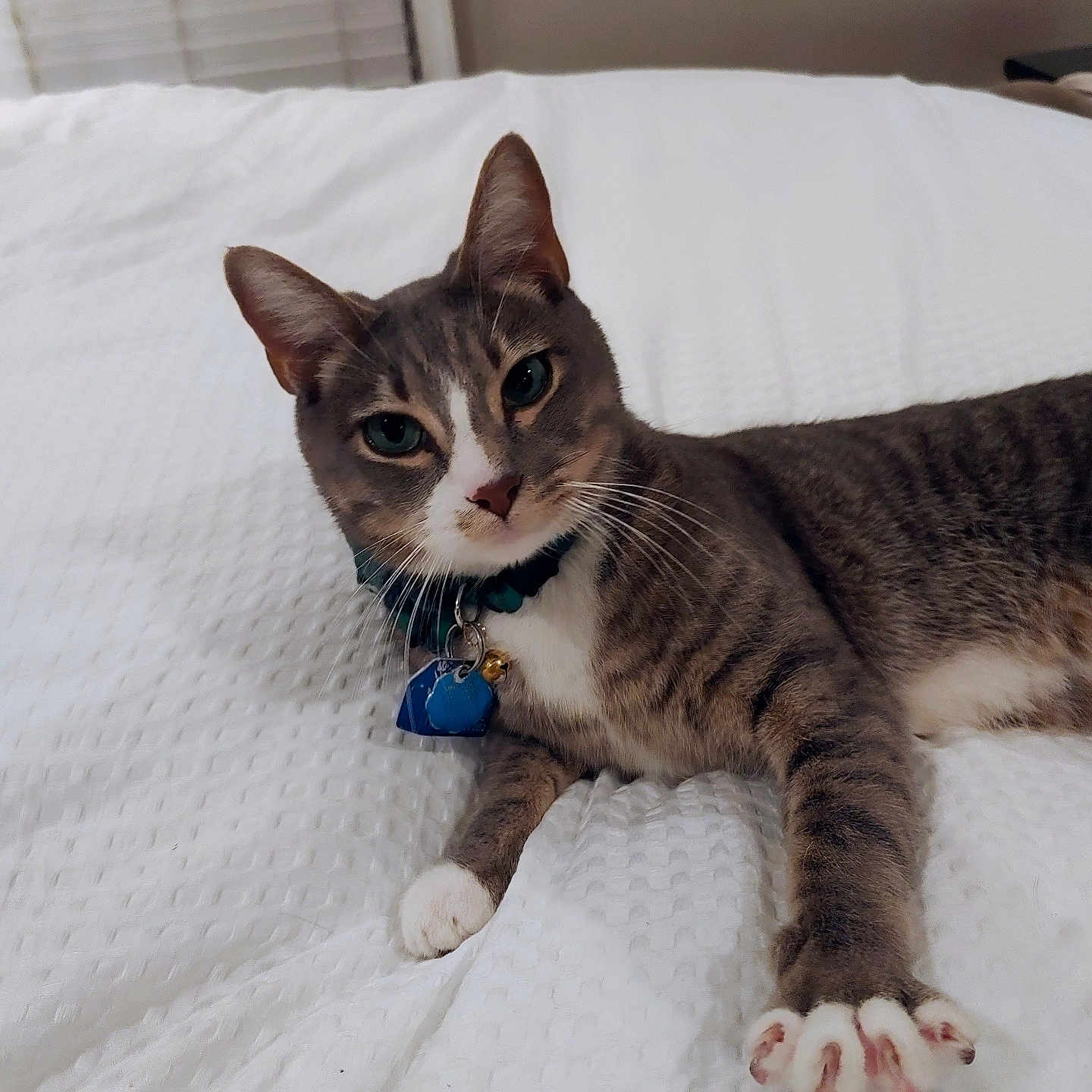 Milo is registered to the contest to win money with this photo: cat, gray_cat, white_paw, green_eyes, collar, bed, white_bedspread, indoor, pet, feline, paw, relaxed, cute, animal, domestic_cat, whiskers, curious, lying_down, closeup, household