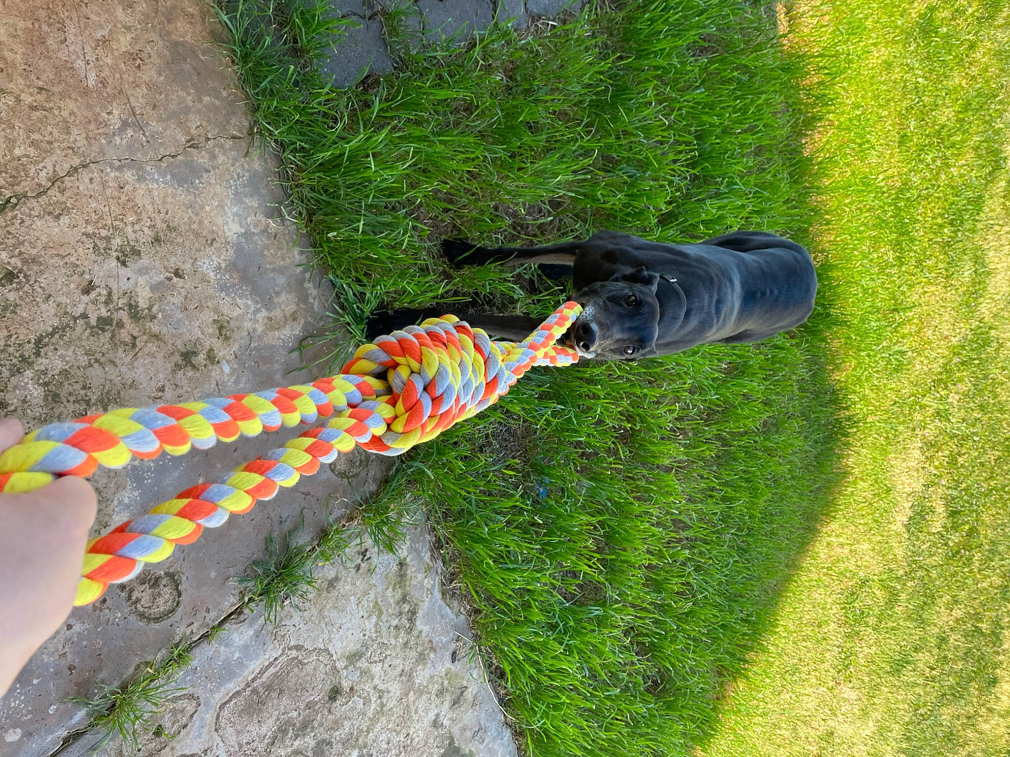 Stan is registered to the contest to win money with this photo: art, electric_blue, fashion_accessory, garden, grass, grass_family, groundcover, human_leg, lawn_ornament, pattern, people_in_nature, plant, shadow, shrub, soil, tail, tree, visual_arts, walking_shoe, water