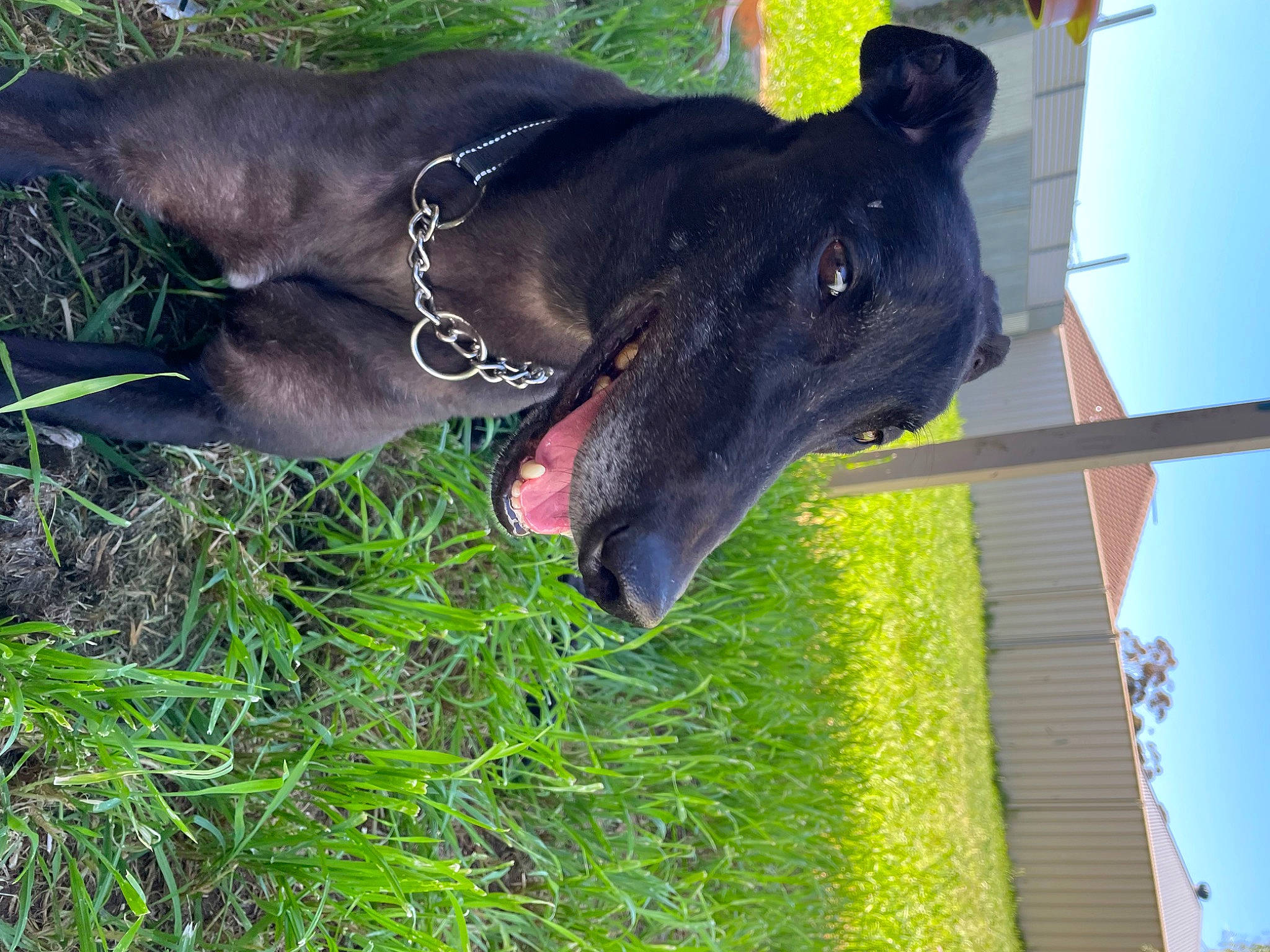 Stan joined the competition — help win amazing prizes! canidae, carnivore, collar, companion_dog, dog, dog_breed, dog_collar, dog_supply, fashion_accessory, fawn, grass, guard_dog, leash, liver, pet_supply, plant, sky, snout, sporting_group, working_animal