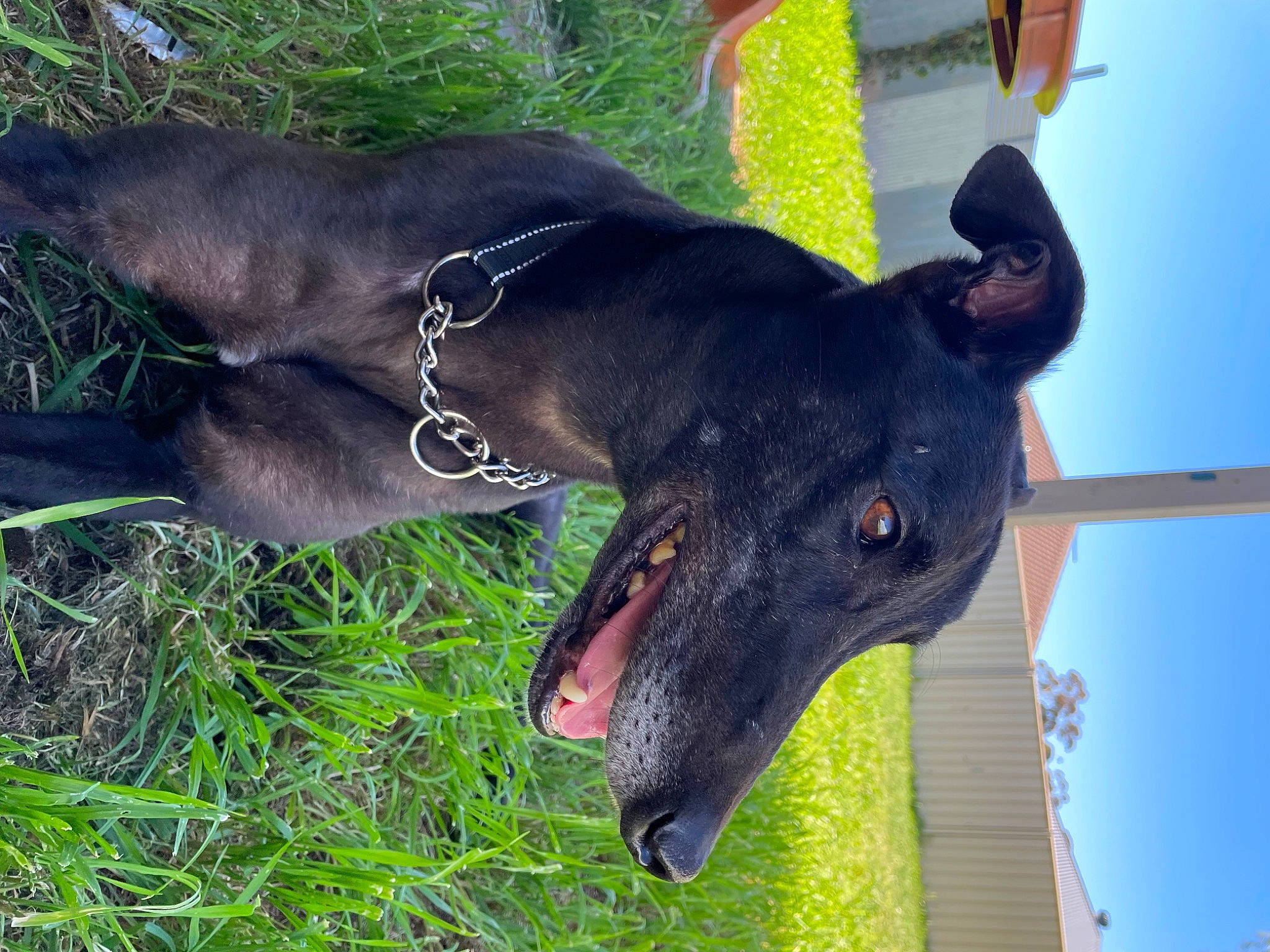 Stan joined the competition — help win amazing prizes! canidae, carnivore, collar, companion_dog, dog, dog_breed, dog_collar, fashion_accessory, fawn, grass, magyar_agar, plant, rampur_greyhound, sighthound, sky, snout, sporting_group, terrestrial_animal, whiskers, working_animal