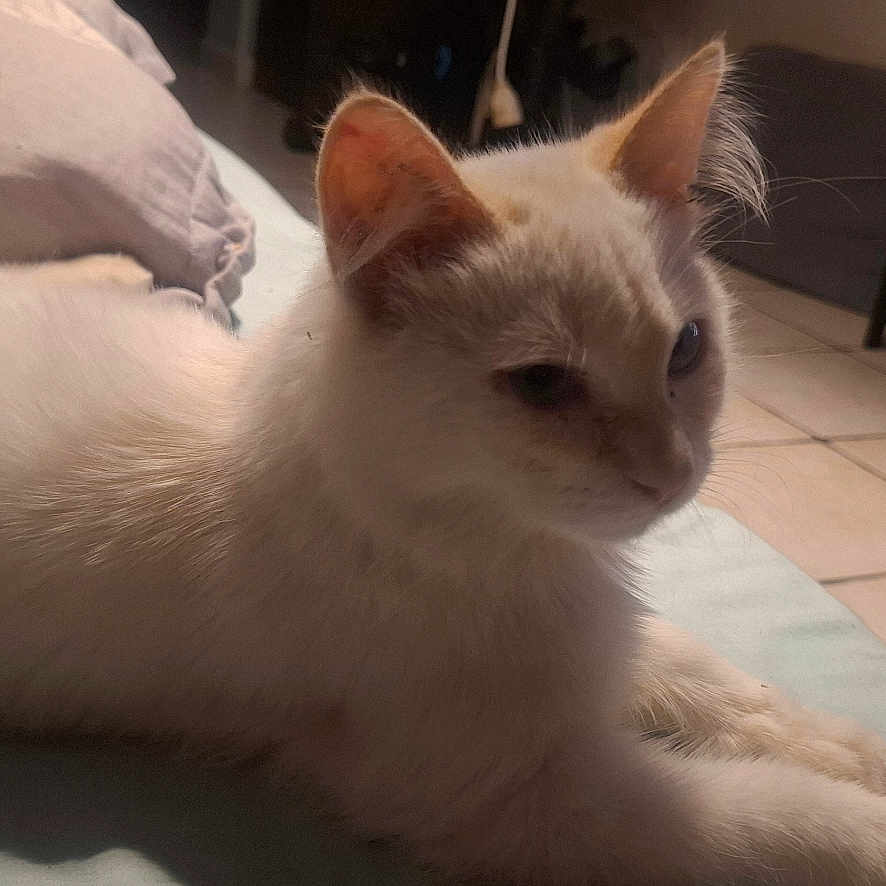 Nacho participe au concours pour gagner de l'argent avec cette photo : cat, feline, white_cat, cream_fur, blue_eyes, pointed_ears, long_tail, lying_down, resting, bed, blanket, indoor, home, bedroom, tile_floor, furniture, television_stand, portrait, relaxed, pet