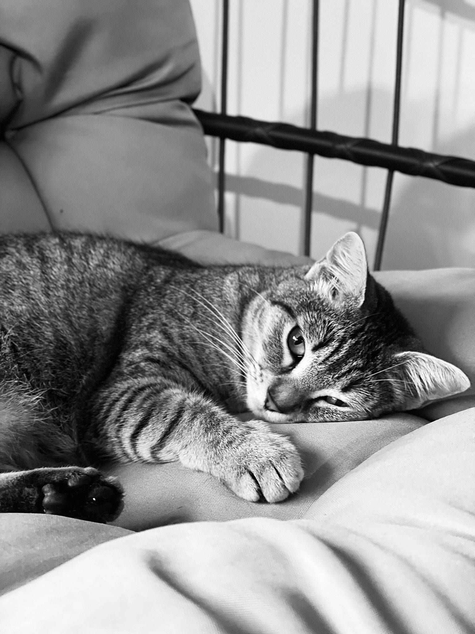 June a rejoint le concours — aidez-le/la à gagner de superbes lots ! black, black_and_white, bored, carnivore, cat, comfort, domestic_short_haired_cat, eye, felidae, fur, grey, mammal, monochrome, monochrome_photography, sitting, small_to_medium_sized_cats, snout, style, whiskers, white