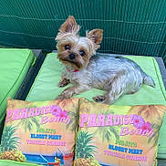 Joy a rejoint le concours — aidez-le/la à gagner de superbes lots ! animal, ball, canine, cushion, dog, food, fruit, herbal, herbs, homedecor, pet, pineapple, plant, pottedplant, produce, puppy, sport, summer, tennis, terrier
