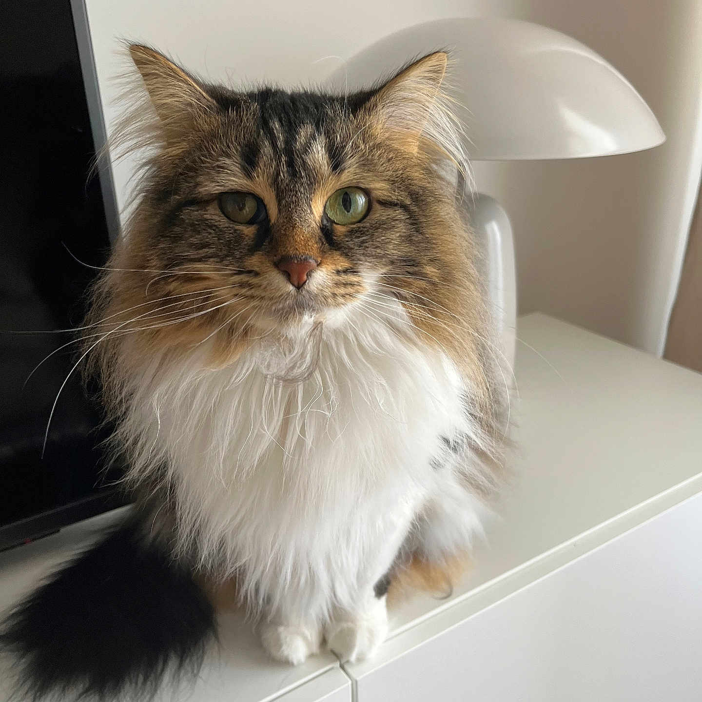 Louna a rejoint le concours — aidez-le/la à gagner de superbes lots ! abyssinian, angora, animal, art, cat, desk, drawer, furniture, hardwood, indoors, kitten, manx, pet, porcelain, pottery, shelf, table, window, windowsill, wood