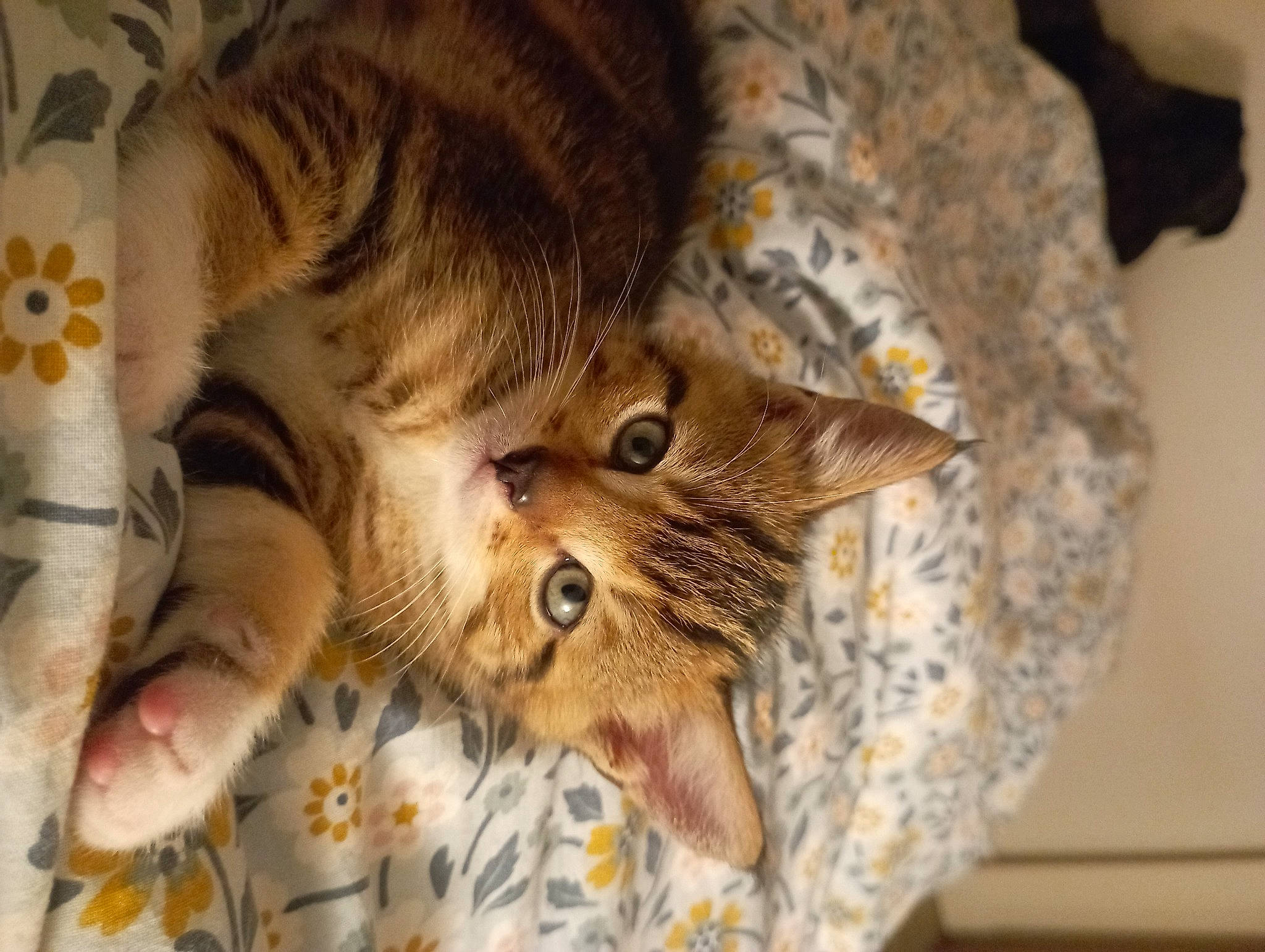 Nougat participe au concours pour gagner de l'argent avec cette photo : carnivore, cat, claw, comfort, domestic_short_haired_cat, ear, fawn, felidae, fur, gesture, paw, small_to_medium_sized_cats, tail, whiskers, wood