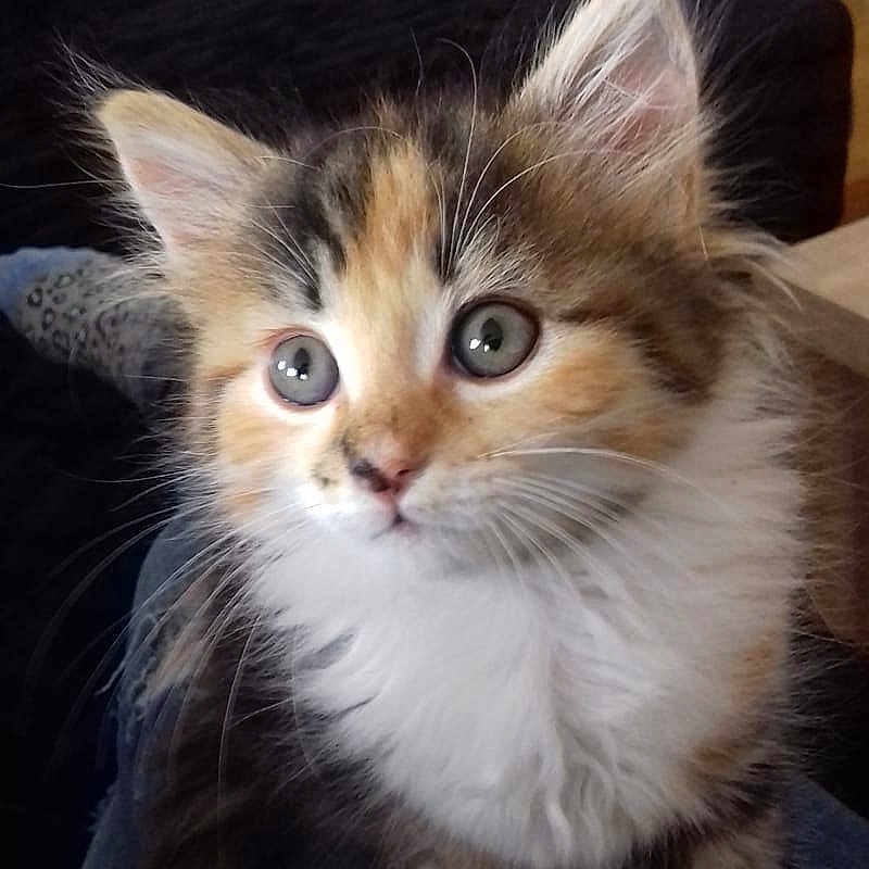 Poupouille a rejoint le concours — aidez-le/la à gagner de superbes lots ! aegean_cat, asian_semi_longhair, british_semi_longhair, cat, cat_like_mammal, domestic_long_haired_cat, domestic_short_haired_cat, european_shorthair, fur, iris, kitten, maine_coon, norwegian_forest_cat, ragamuffin, ragdoll, siberian, small_to_medium_sized_cats, snout, whiskers