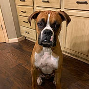 Johnny Cash Fugate is registered to the contest to win money with this photo: animal, basket, boxer, brown, cabinet, collar, dog, ears, face, floor, furniture, indoors, kitchen, legs, looking, paw, pet, sitting, white, wooden_floor