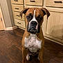 animal, basket, boxer, brown, cabinet, collar, dog, ears, face, floor, furniture, indoors, kitchen, legs, looking, paw, pet, sitting, white, wooden_floor
