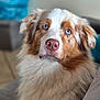 dog, australian_shepherd, blue_eyes, fluffy, pet, indoor, couch, fur, portrait, canine, animal, companion, sitting, looking, domestic, mammal, nose, ears, whiskers, friendly
